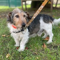 INDIEN, chien à adopter