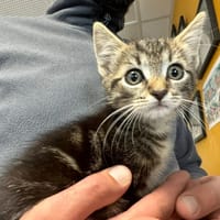 TOUPIE, chatte à adopter