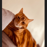 LEDZEP, chat à adopter