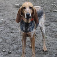 MASCOTTE, chienne à adopter