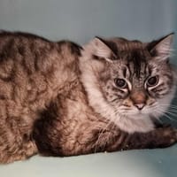 GEORGES, chat à adopter