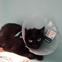 MINERVA, chatte à adopter