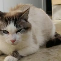 MILORD, chat à adopter