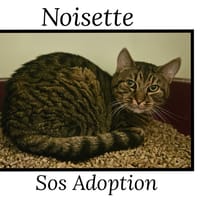 NOISETTE(Réservé), chat à adopter