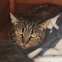 ARTICHAUT, chat à adopter