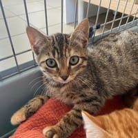 FREDDIE(reserver), chatte à adopter