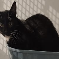 TORNADE, chatte à adopter