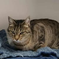 AMANDA, chatte à adopter