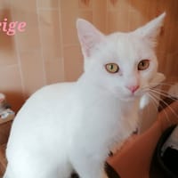 Neige, chat à adopter