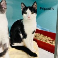 Fripouille, chat à adopter