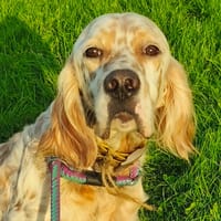 alf, chien à adopter