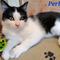 Perl, chat à adopter