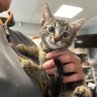 TIXIE, chatte à adopter