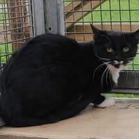 VICTORIA, chatte à adopter