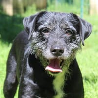 CACAHUETE, chien à adopter