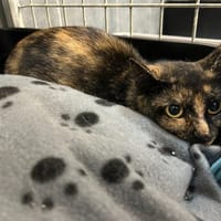 BAMBI, chatte à adopter