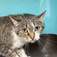 LAZIZA, chatte à adopter