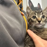TOONY, chat à adopter