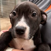 AKKO, chien à adopter