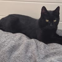 YAFA, chatte à adopter
