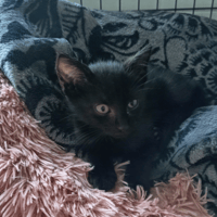BOUCHON C, chatte à adopter