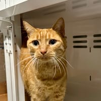 PUMBA, chat à adopter