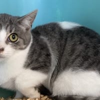 ECLIPSE, chatte à adopter