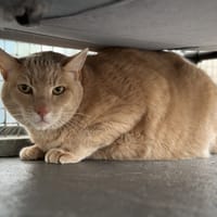 TIGROU, chat à adopter