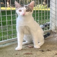 Cléofé (réservé), chat à adopter