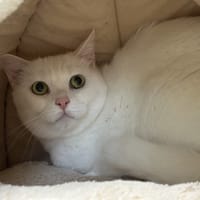 PEPETTE, chatte à adopter