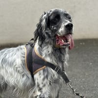 MOKA, chien à adopter