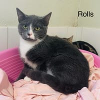 Rolls, chat à adopter
