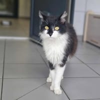UBERT, chat à adopter