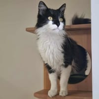 UBERT (adoption en cours), chat à adopter