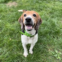GUSS, chien à adopter