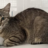 BELLA, chatte à adopter