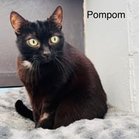 Pompom, chat à adopter