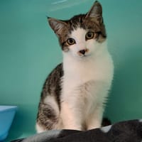 ELLIOTT, chat à adopter