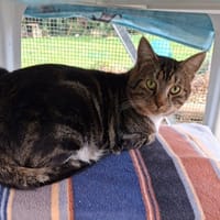 Jacob, chat à adopter
