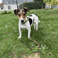 ZEPHIRE, chien à adopter