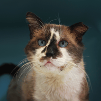 Sartre, chat à adopter
