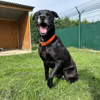 ORSON, chien à adopter