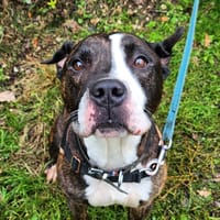 ZERA, chien à adopter