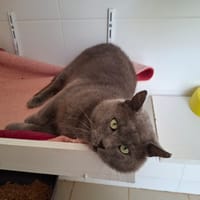 Vincente, chat à adopter