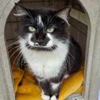 Kori, chatte à adopter