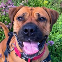 ROSALITA, chienne à adopter