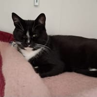 Francis, chat à adopter
