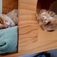 HUGO, chat à adopter
