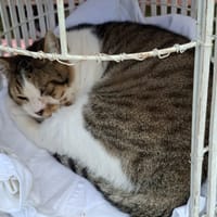 Mikado, chat à adopter