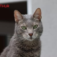 Arthur, chat à adopter